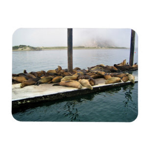 Harbour Sälar, Morro Bay, Kalifornien Magnet