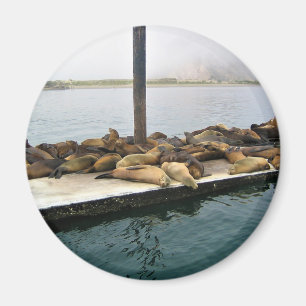 Harbour Sälar, Morro Bay, Kalifornien Magnet