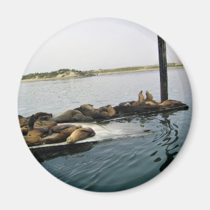 Harbour Sälar, Morro Bay, Kalifornien Magnet