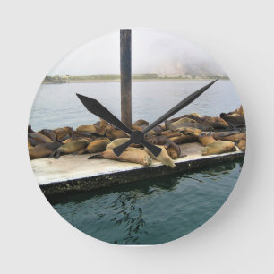 Harbour Sälar, Morro Bay, Kalifornien Rund Klocka
