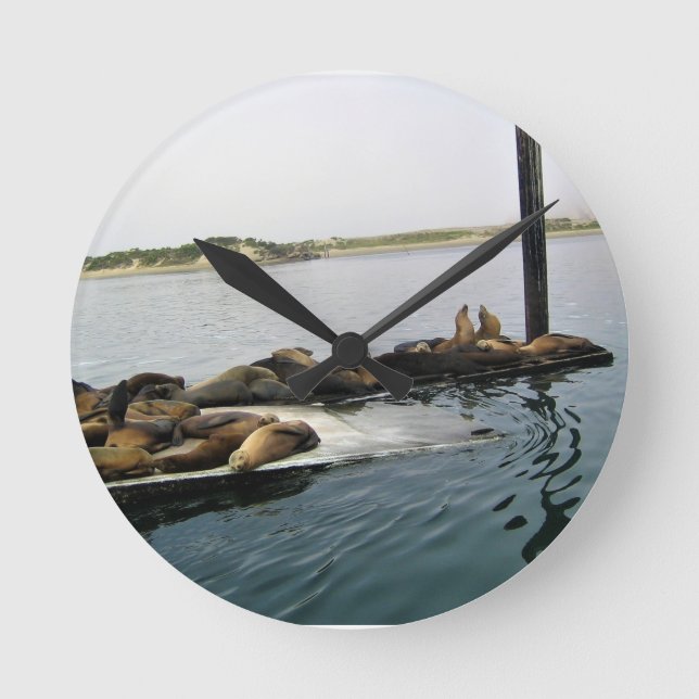 Harbour Sälar, Morro Bay, Kalifornien Rund Klocka (Framsida)