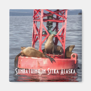 Harbour Sälar Sunbad Sitka Alaska Magnet