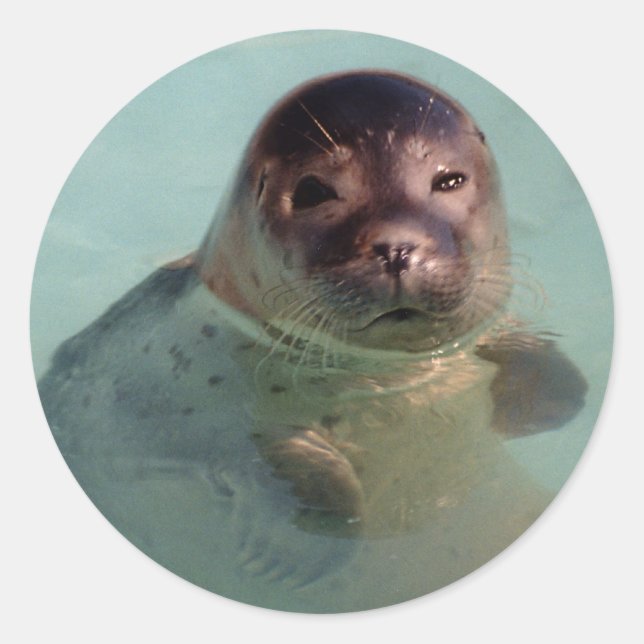 Harbour Seal Sticker Runt Klistermärke (Framsida)