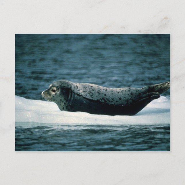 Harbour Seal Vykort (Framsida)