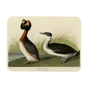 Hårda greber från John Audubon's Birds of America Magnet