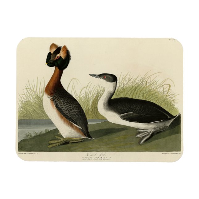 Hårda greber från John Audubon's Birds of America Magnet (Horisontell)