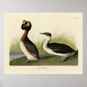 Hårda greber från John Audubon's Birds of America Poster