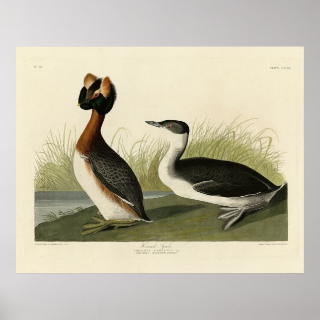 Hårda greber från John Audubon's Birds of America Poster (Framsidan)