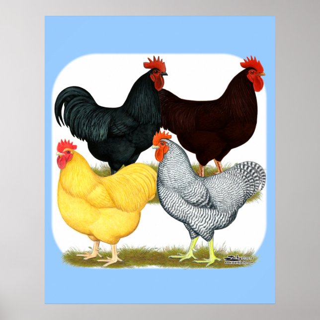 Hårda Tupp-kvartetten Poster (Framsidan)