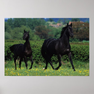 Hårdhästar i Flower Fält Poster