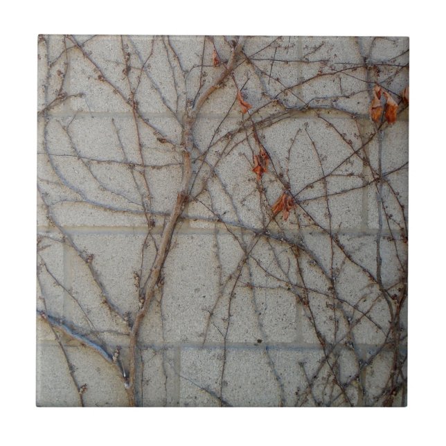 Hårdna kvarterväggen med Vines Kakelplatta (Framsidan)