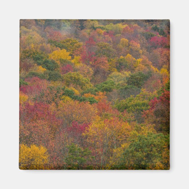 Hardwood Forest i Randolph County, Väster Virginia Magnet (Framsidan)