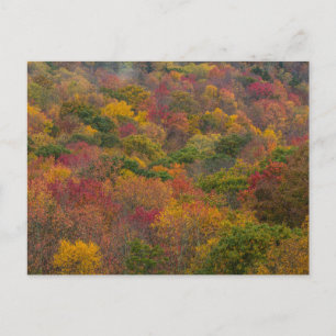 Hardwood Forest i Randolph County, Väster Virginia Vykort