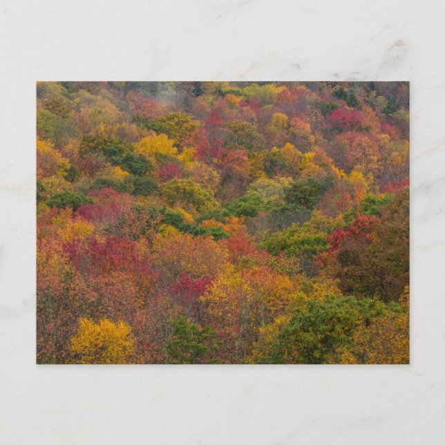 Hardwood Forest i Randolph County, Väster Virginia Vykort (Framsida)