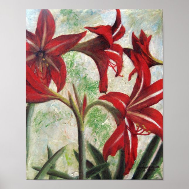 Hardy Amaryllis Poster (Framsidan)