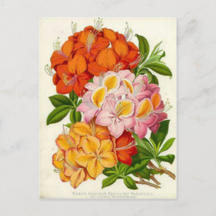 Hardy Azaleas från Herr Joseph Paxton Vykort