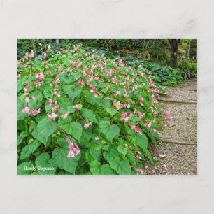 Hardy Begonia [vykort] Vykort