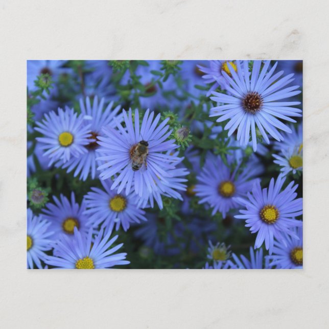 Hardy Blue Aster nr 2 Vykort (Framsida)