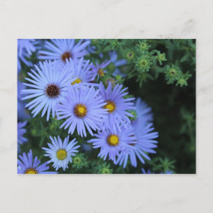Hardy Blue Aster nr 3 Vykort
