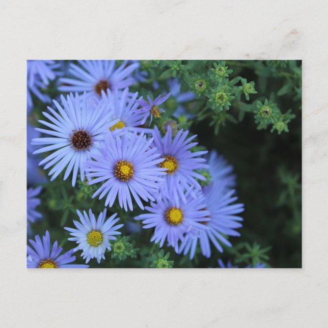 Hardy Blue Aster nr 3 Vykort (Framsida)