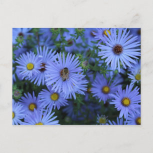Hardy Blue Aster nr 5 Vykort