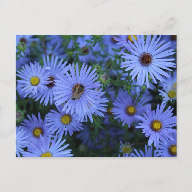 Hardy Blue Aster nr 6 Vykort (Framsida)