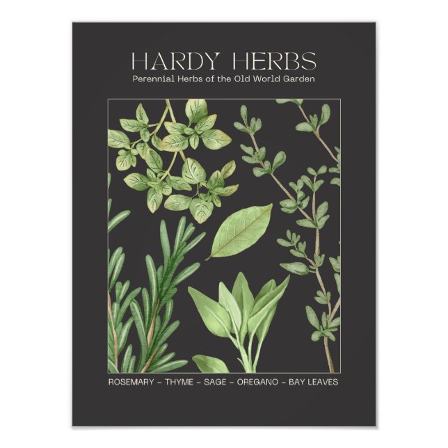 Hardy Herbs Botanical Print  Fototryck (Framsidan)