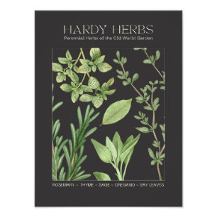 Hardy Herbs Botanisk Tryck