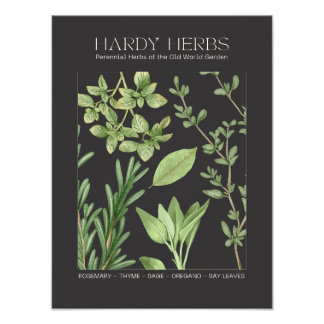 Hardy Herbs Botanisk Tryck