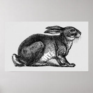 Hare - arkivutskrift poster