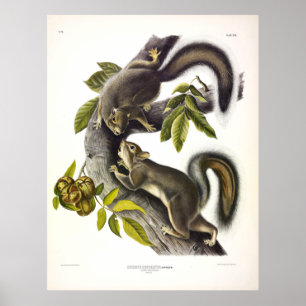 Hare ekorre eller Westernare Grått-ekorre av Audub Poster