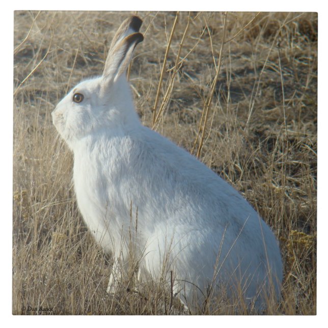 Hare för Snowshoe R25 Kakelplatta (Framsidan)