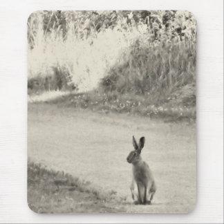 Hare i dag musmatta