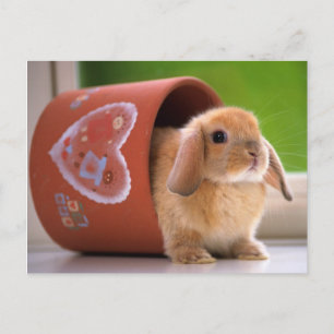 Hare i Flower pot Vykort