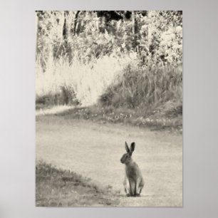 Hare idag poster