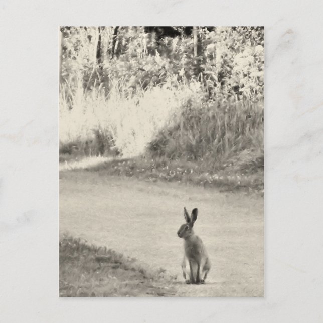 Hare idag vykort (Framsida)