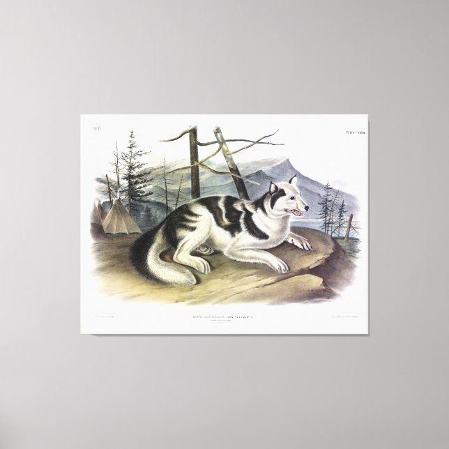 Hare-indiska Hund (Mackenzie River Hund) från Audu Canvastryck (Framsida)