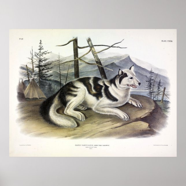 Hare-indiska Hund (Mackenzie River Hund) från Audu Poster (Framsidan)
