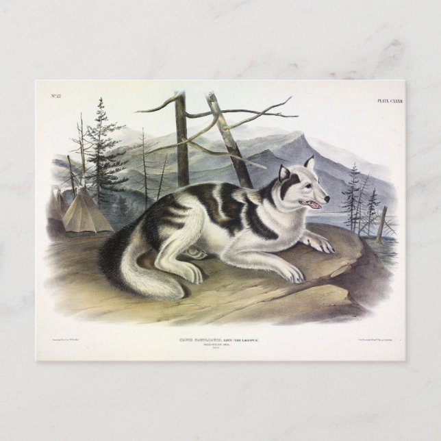 Hare-indiska Hund (Mackenzie River Hund) från Audu Vykort (Framsida)