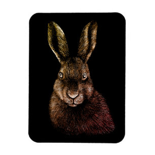 Hare, kanin, teckning magnet