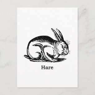 Hare (kanin) vykort