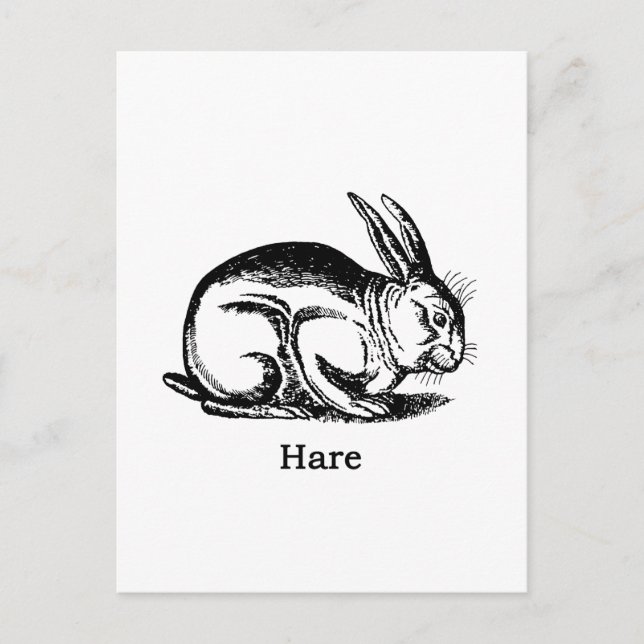 Hare (kanin) vykort (Framsida)