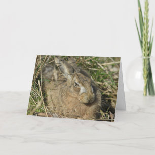 Hare Kort