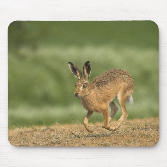 Hare Mousepad Musmatta (Framsidan)