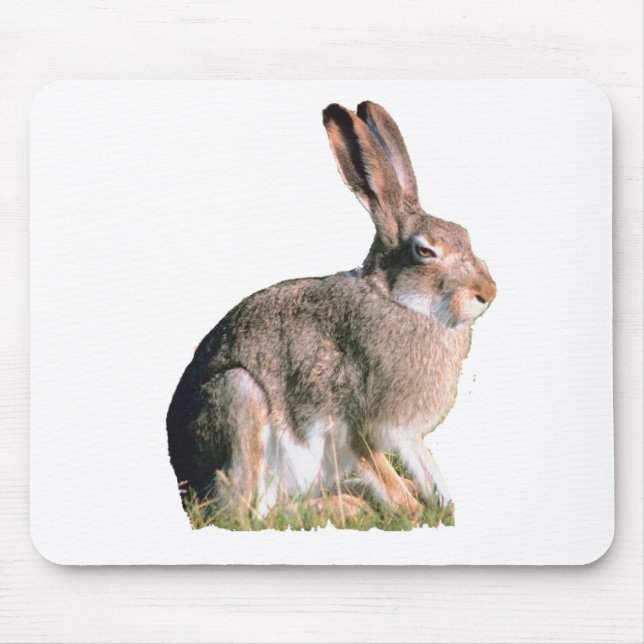 Hare Musmatta (Framsidan)