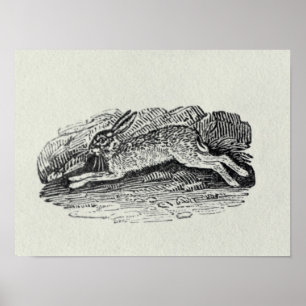 Hare Poster