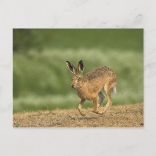 Hare vykort