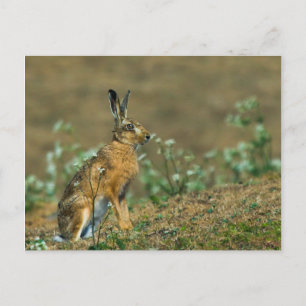 Hare vykort