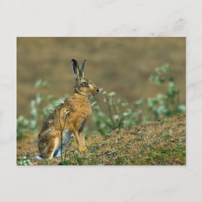 Hare vykort (Framsida)
