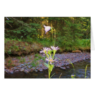 Harebell- & ängAster Hälsningskort